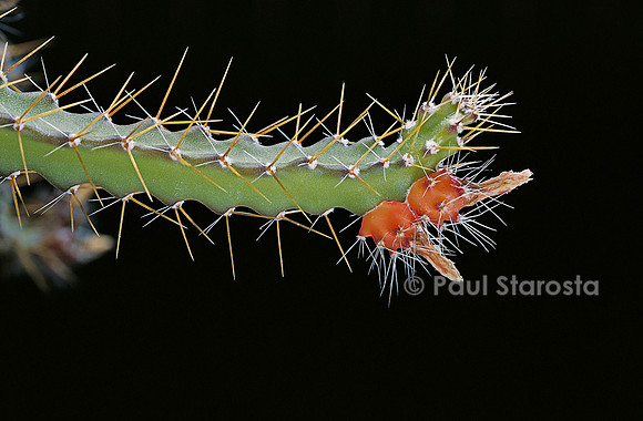 Pfeiffera ianthothele - fruit