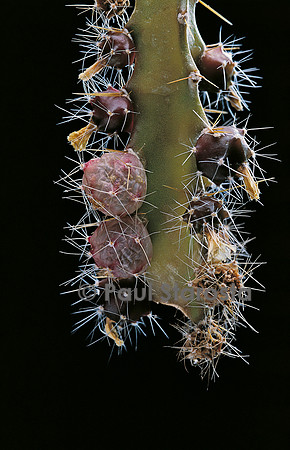 Pfeiffera ianthothele