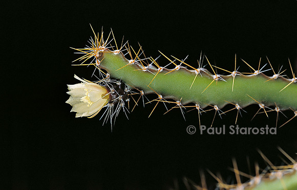 Pfeiffera ianthothele