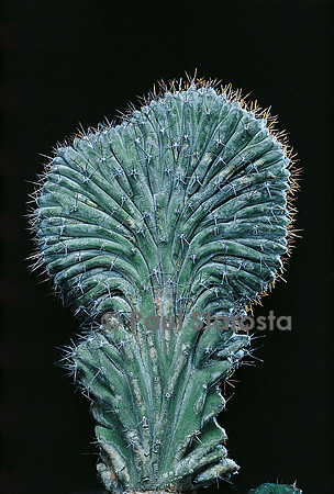 Polaskia chichipe f. cristata