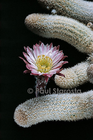 Pygmaeocereus densiaculeatus
