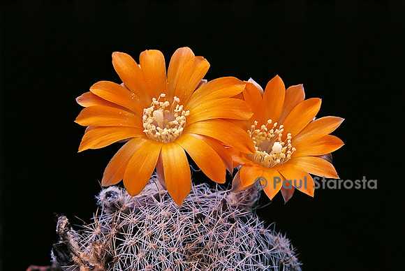 Rebutia einsteinii ssp. aureiflora 'Albilongiseta'