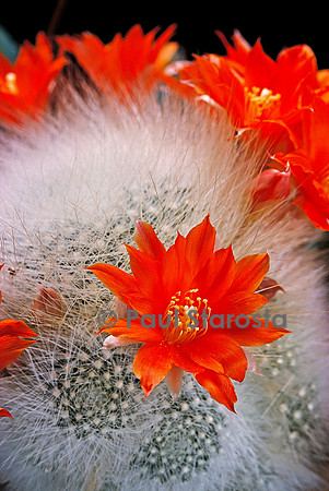 Rebutia albolanata