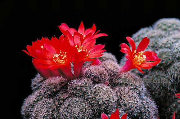 Rebutia almeyeri
