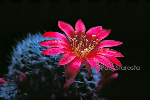 Rebutia almeyeri
