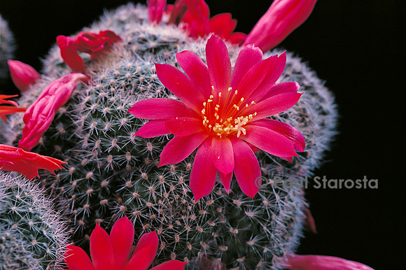 Rebutia almeyeri
