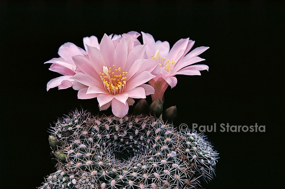 Rebutia minuscula f. kariusiana