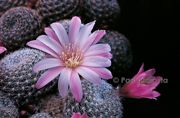Rebutia narvaecensis f. espinazaense
