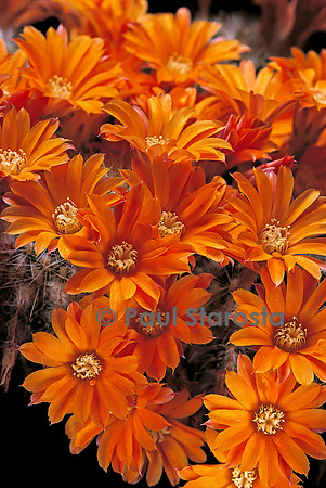 Rebutia flavistyla