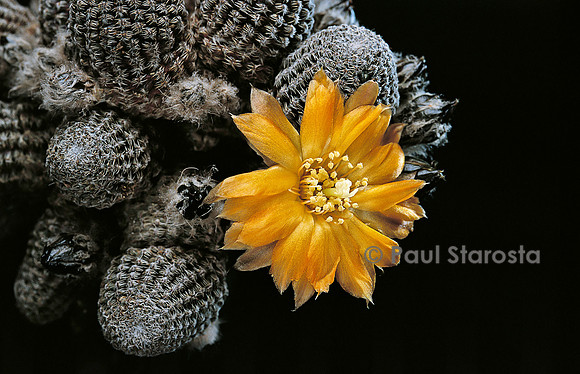 Rebutia einsteinii ssp. gonjianii
