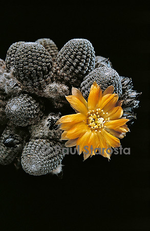 Rebutia einsteinii ssp. gonjianii