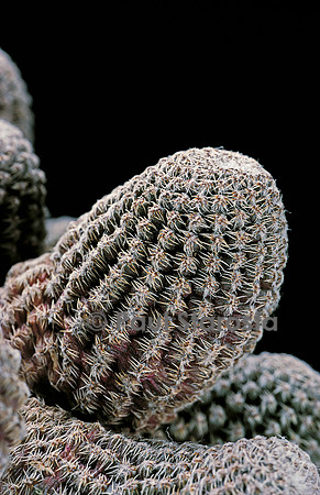 Rebutia einsteinii ssp. gonjianii