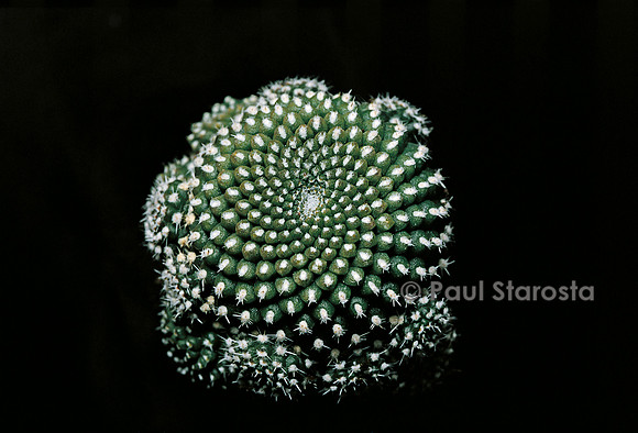 Rebutia krainziana