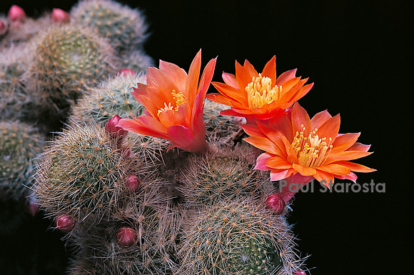 Rebutia hoffmannii