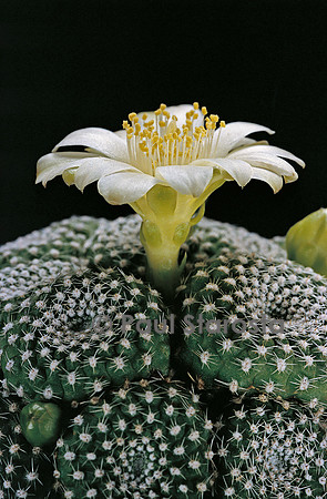 Rebutia krainziana v. albiflora