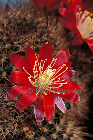 Rebutia mamillosa