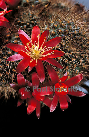 Rebutia mamillosa
