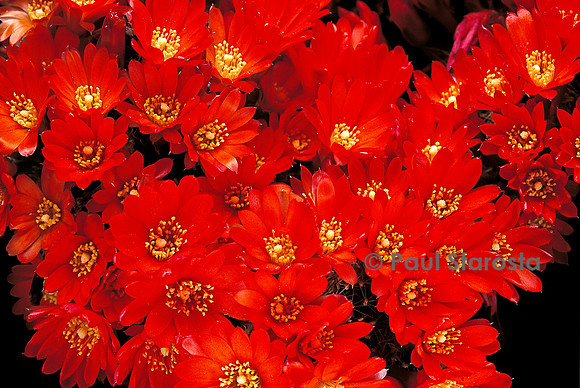 Rebutia brunescens 'Mizquensis'