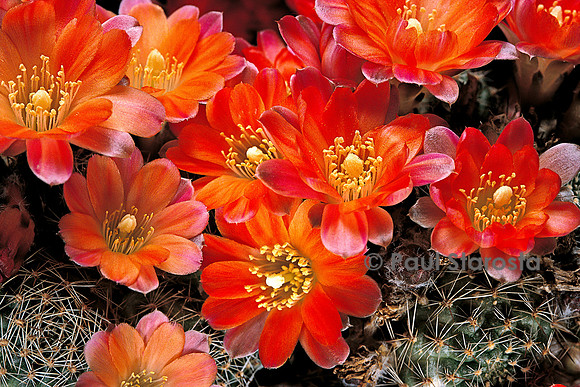 Rebutia pygmaea