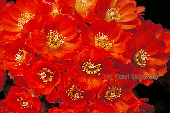 Rebutia muscula var. pilayensis