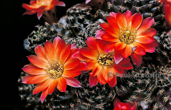 Rebutia pygmaea