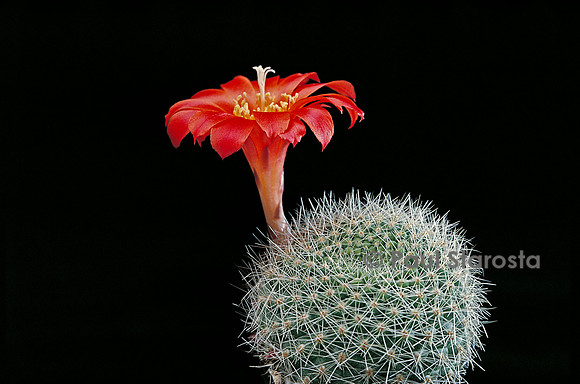 Rebutia senilis var. stuemeri