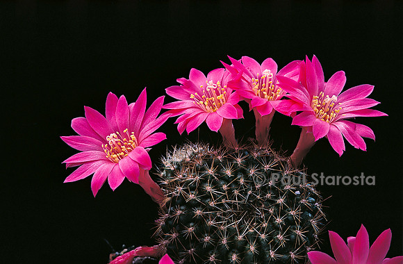 Rebutia violaciflora