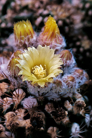 Reicheocactus floribundus