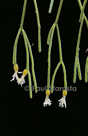 Rhipsalis teres