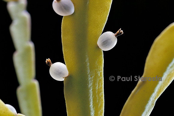 Rhipsalis micrantha f. rauhiorum - fruits