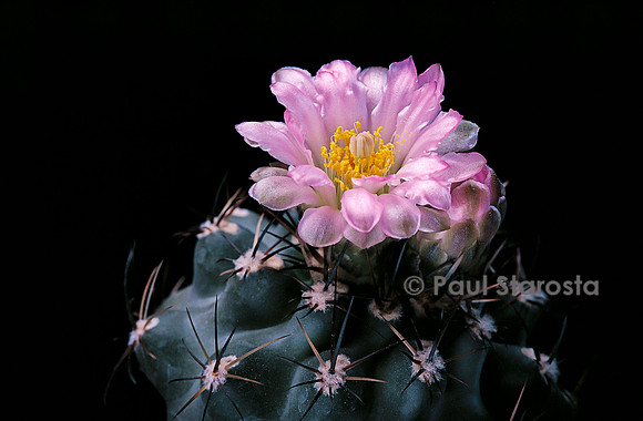Sclerocactus glaucus