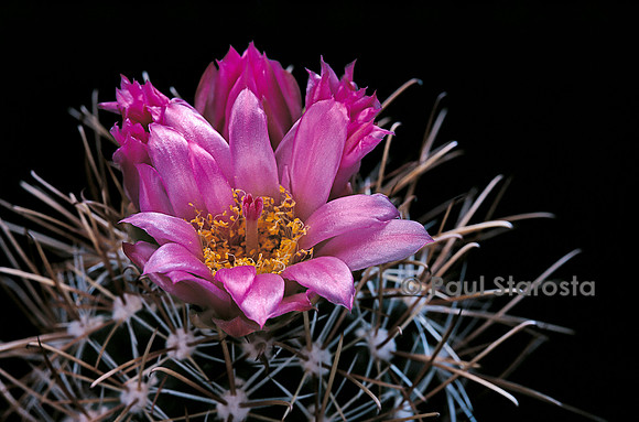 Sclerocactus parviflorus subsp. intermedius