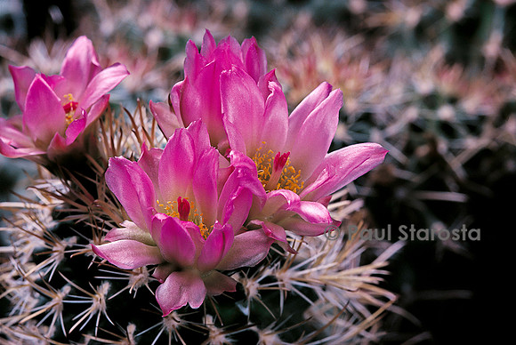 Sclerocactus pubispinus
