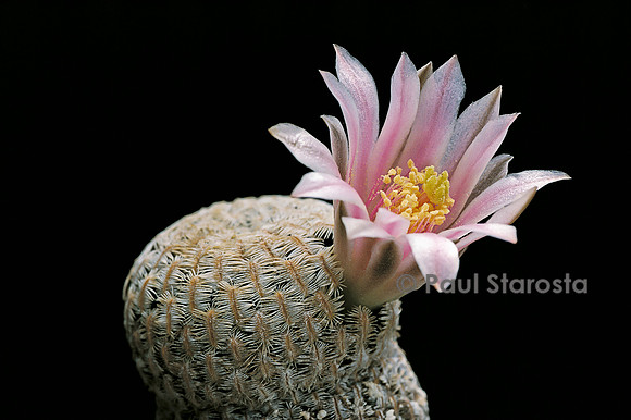 Mammillaria pectinifera