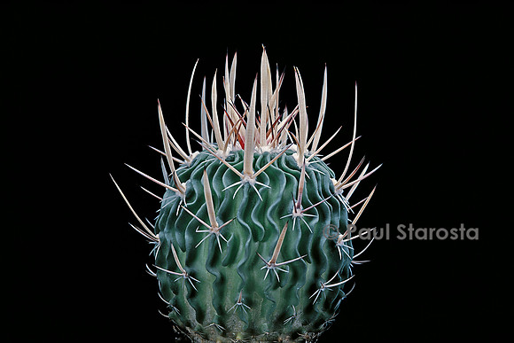 Stenocactus crispatus
