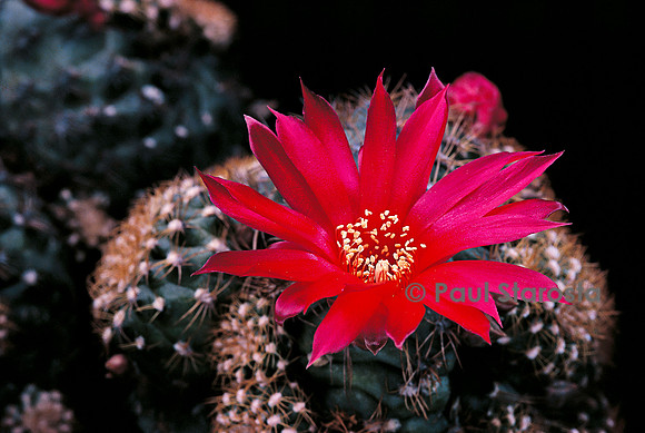 Rebutia arenacea