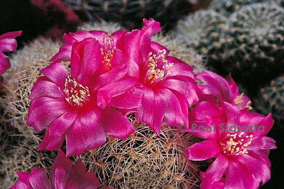 Rebutia mentosa var. santiaginiensis
