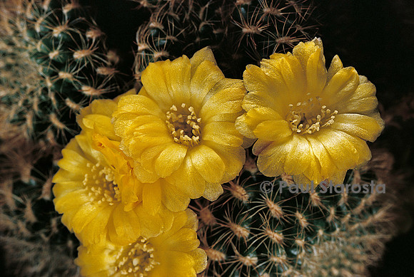 Rebutia steinbachii var. krahnii
