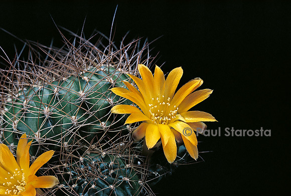 Rebutia arenacea v. kamiensis