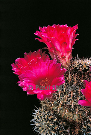 Rebutia steinbachii subsp. tiraquensis