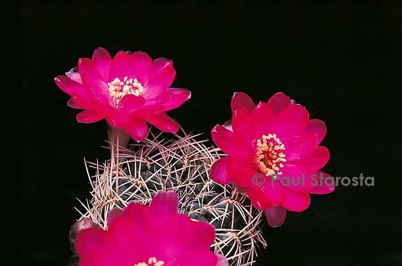 Rebutia vasqueziana ssp. pedroensis