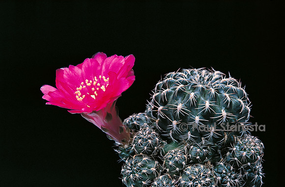 Rebutia polymorpha