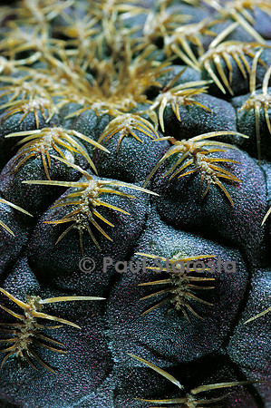 Rebutia canigueralii 'Yellow Spines'