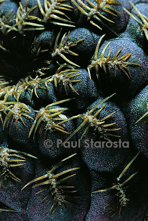 Rebutia canigueralii 'Yellow Spines'