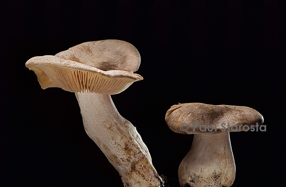 Entoloma sinuatum (entolome livide)
