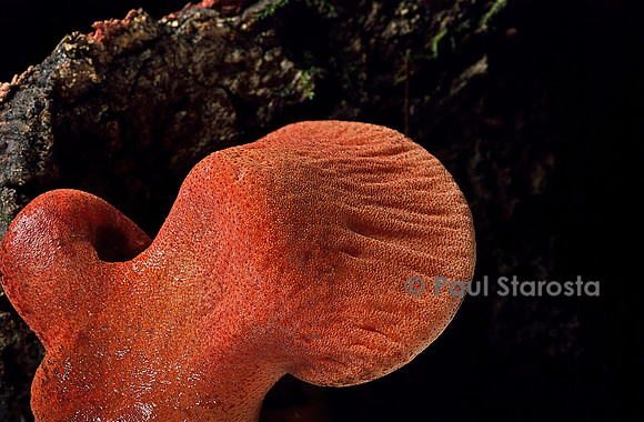Fistulina hepatica (langue de bœuf)