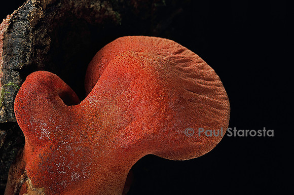 Fistulina hepatica (langue de bœuf)