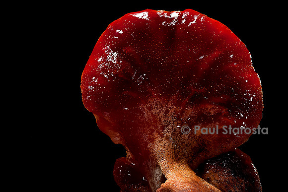 Fistulina hepatica (langue de bœuf)