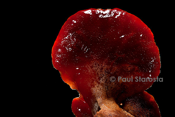 Fistulina hepatica (langue de bœuf)