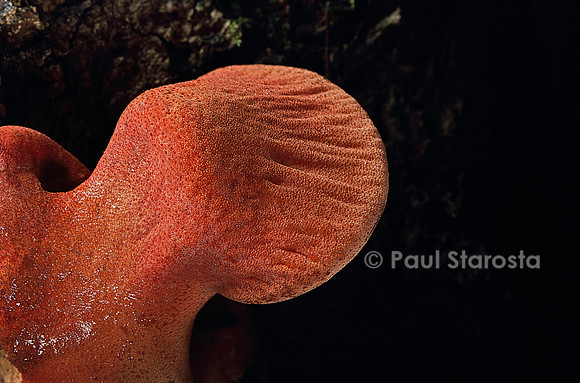 Fistulina hepatica (langue de bœuf)